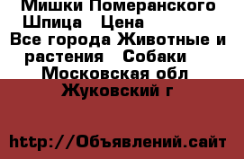 Мишки Померанского Шпица › Цена ­ 60 000 - Все города Животные и растения » Собаки   . Московская обл.,Жуковский г.